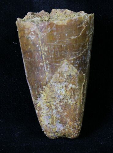 Large Cretaceous Fossil Crocodile Tooth - Morocco #18950